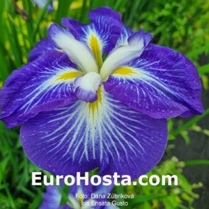Iris ensata Gusto