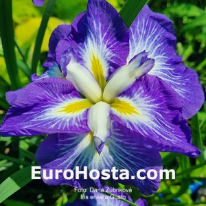 Iris ensata Gusto