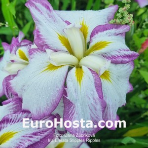 iris Stipples Ripples