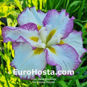 iris Stipples Ripples