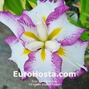 iris Stipples Ripples