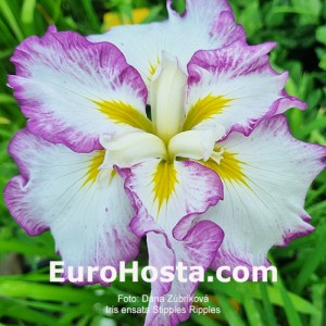 iris Stipples Ripples
