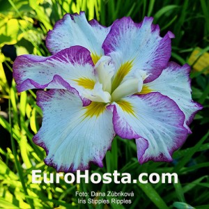 iris Stipples Ripples