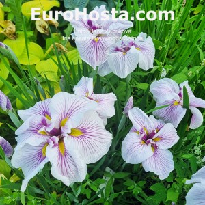 Iris Greywoods Catrina