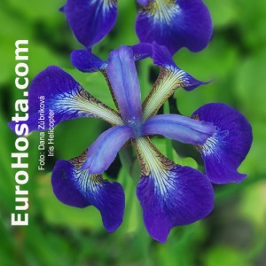 Iris sibirica Helicopter