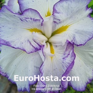 Iris Light at Dawn