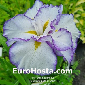 Iris Light at Dawn
