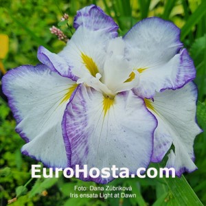 Iris Light at Dawn