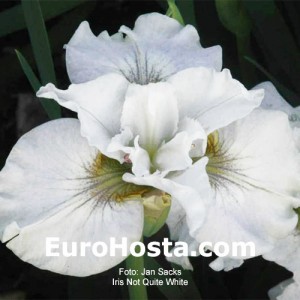 Iris sibirica Not Quite White