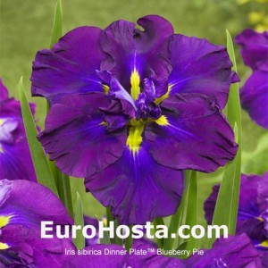 Iris ensata Dinner Plate™ Blueberry Pie