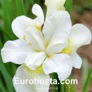 iris Sibirica Ester C.D.M