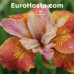 iris Peacock Butterfly Paprikash