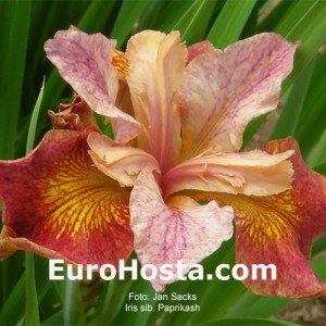 iris Peacock Butterfly Paprikash