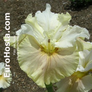 Iris Peacock Butterfly Wynne Magnolia