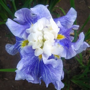 Iris Sugar Dome