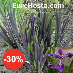 Iris Versicolor Dark Aura - Eurohosta