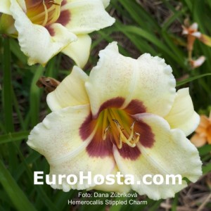 Hemerocallis Stippled Charm