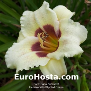 Hemerocallis Stippled Charm