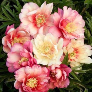 Paeonia Julia Rose