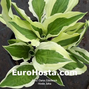 Hosta Juha