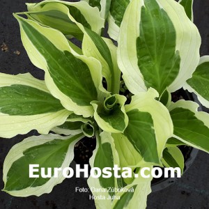 Hosta Juha