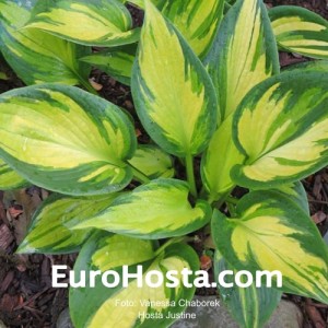 Hosta Justine - Eurohosta 