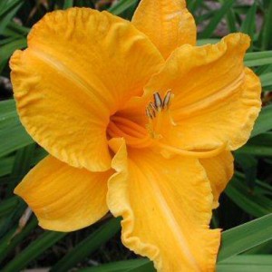 Hemerocallis By Myself - Eurohosta