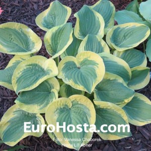 Hosta Li’l Abner - Eurohosta