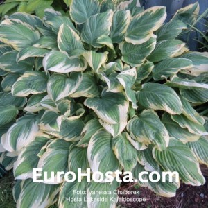 Hosta Lakeside Kaleidoscope - Eurohosta