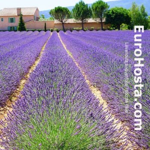 Lavandula angustifolia 'Hidcote Blue'