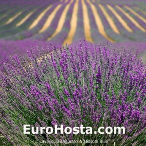 Lavandula angustifolia 'Hidcote Blue'