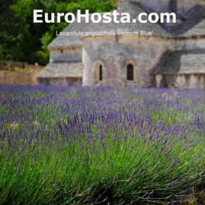 Lavandula angustifolia 'Hidcote Blue'