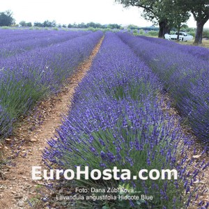 Lavandula angustifolia 'Hidcote Blue'