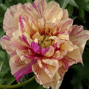 Paeonia Lollipop