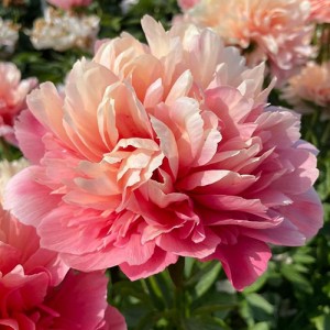 Paeony Lorelei