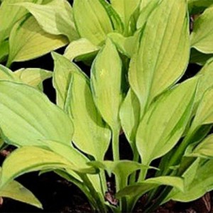 Hosta funkia Made in Spades | EUROHOSTA