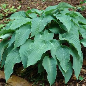 Hosta Majordomo