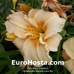 Hemerocallis Marietta Likes Me - Eurohosta