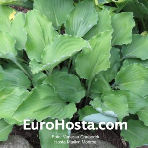 Hosta Marilyn Monroe - Eurohosta