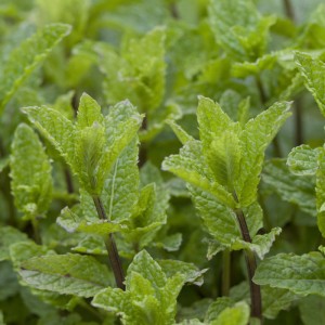 Mentha spicata 'Moroccan'