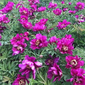 Paeonia Morning Lilac
