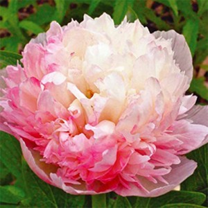 Mutabilis Plena