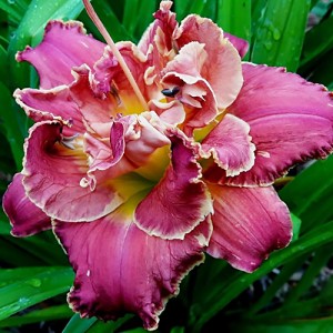 Hemerocallis Ninth Millennium