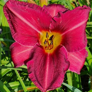 Hemerocallis - Eurohosta