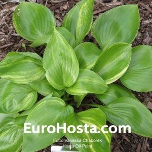 Hosta Oil Paint - Eurohosta