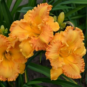 Hemerocallis Orange Nassau - Eurohosta