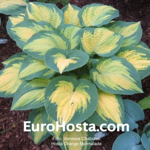 Hosta Orange Marmalade - Eurohosta