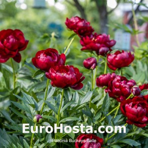 Paeonia Buckeye Belle