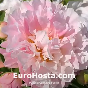 Paeonia Catharina Fontijn