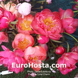 Paeonia Coral Charm